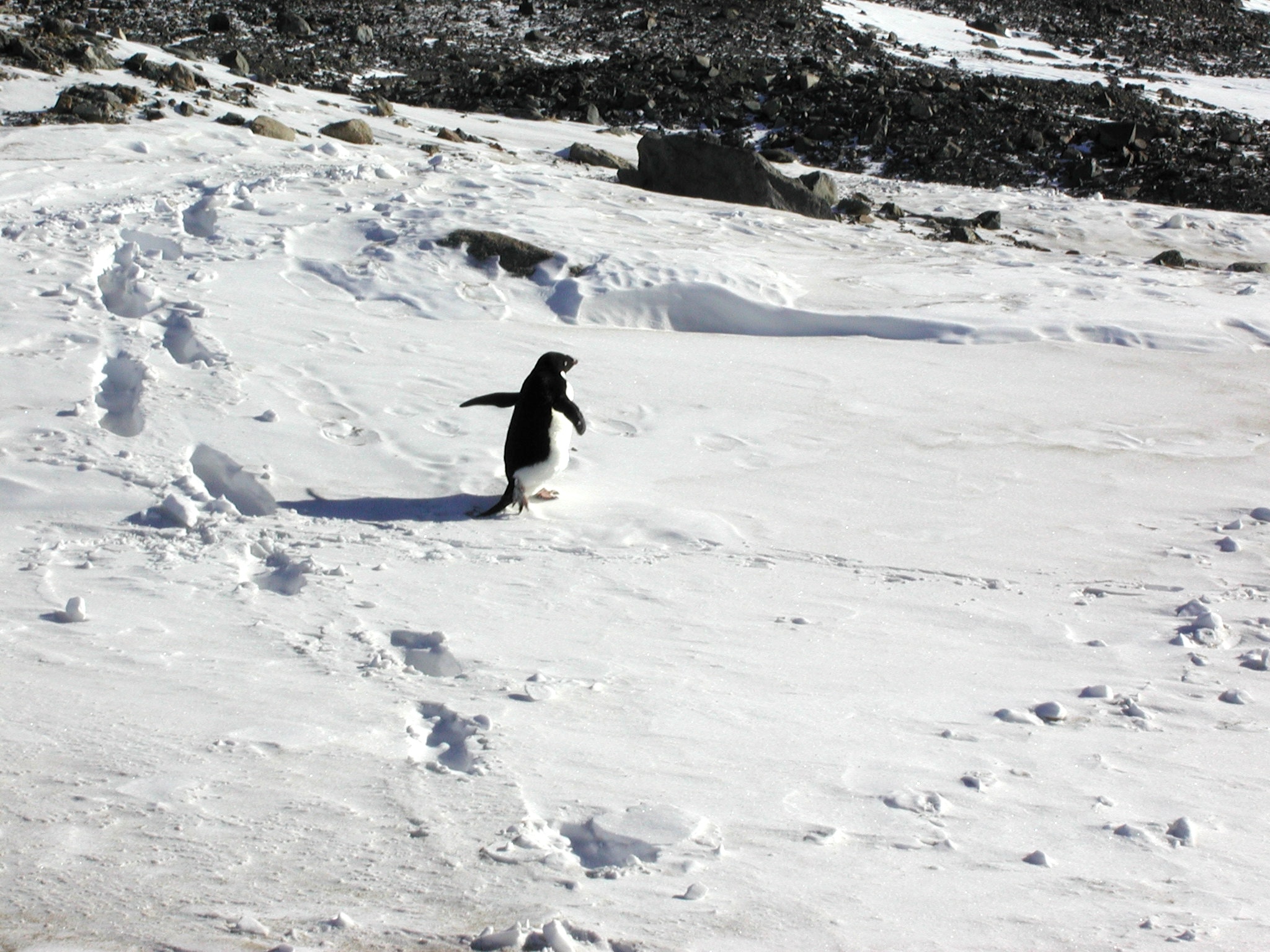 Adelie penguin near camp